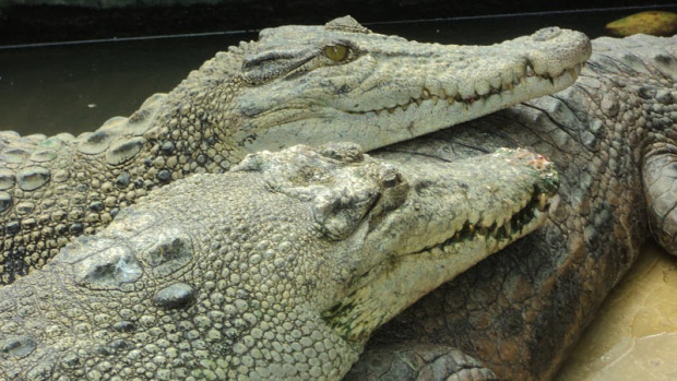 Pengkaran Buaya Asam Kumbang Medan