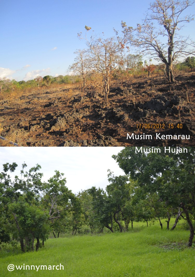 Kupang Musim Hujan vs Musim Kemarau