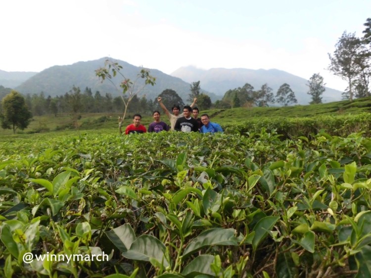 Kebun teh Bogor