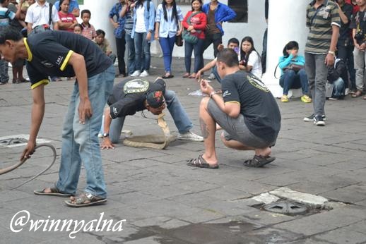 Ular cobra show