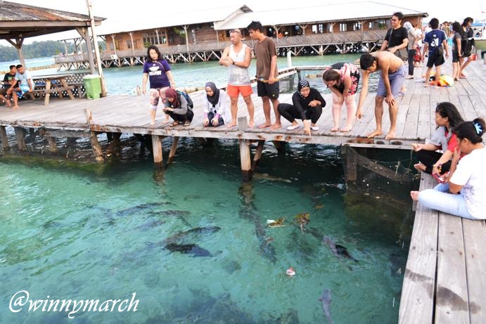 penangkaran ikan hiu
