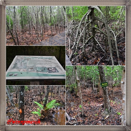 mangrove karimun jawa