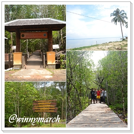 trecking mangrove
