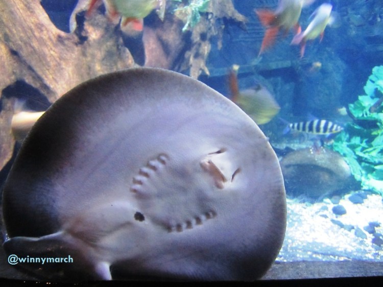 Sea World Ancol Jakarta