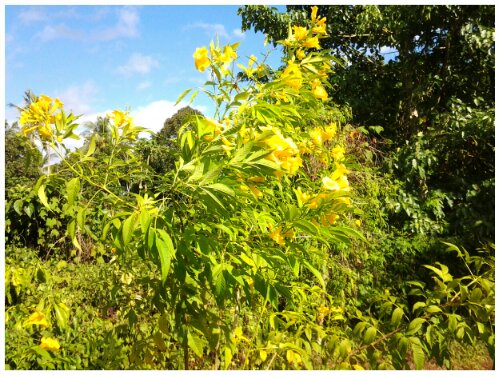 Pemandangan padangsidempuan