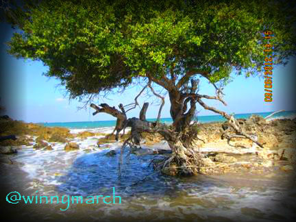 pantai alami kupang ntt