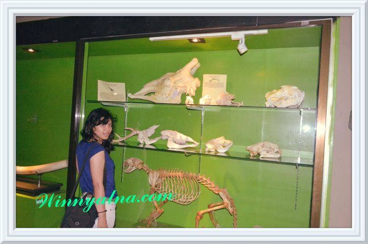 museum satwa jatim park 2