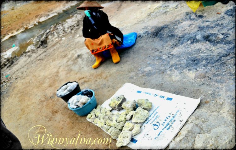 para pengumpul belerang