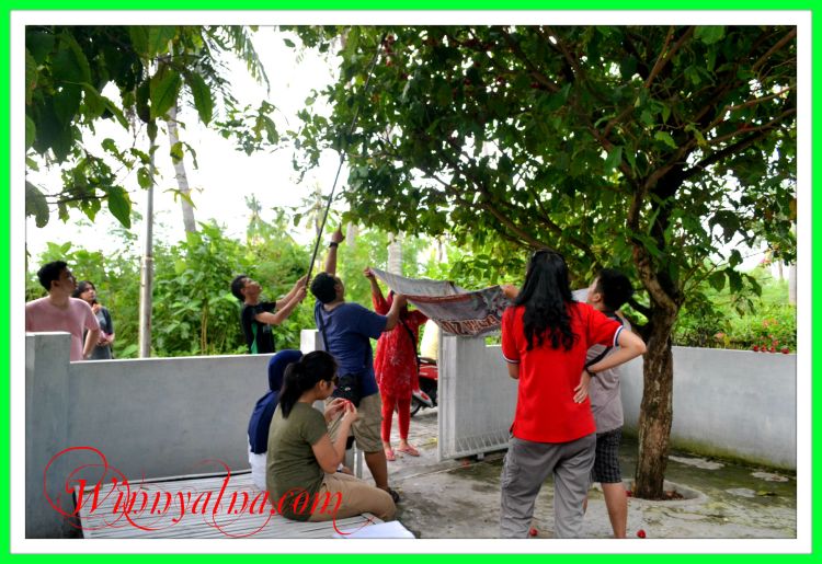 Mengambil jambu di Pulau Tunda