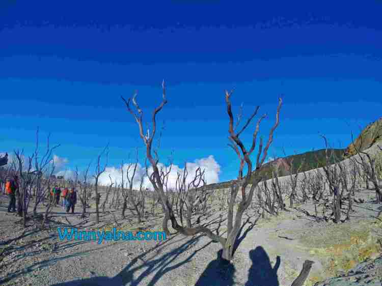 Hutan Mati Papandayan