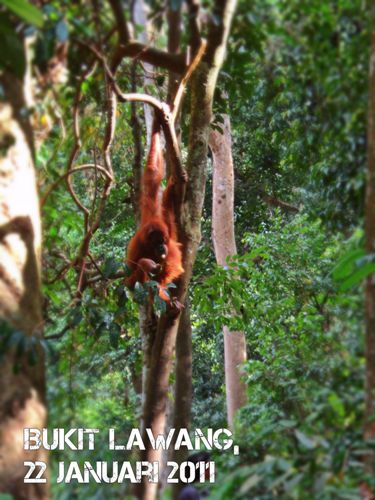 Orang utan di bukit lawang