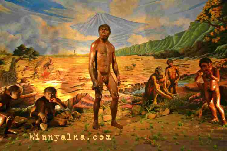 museum purba sangiran