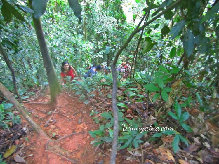 Trekking ke Gunung Lauser