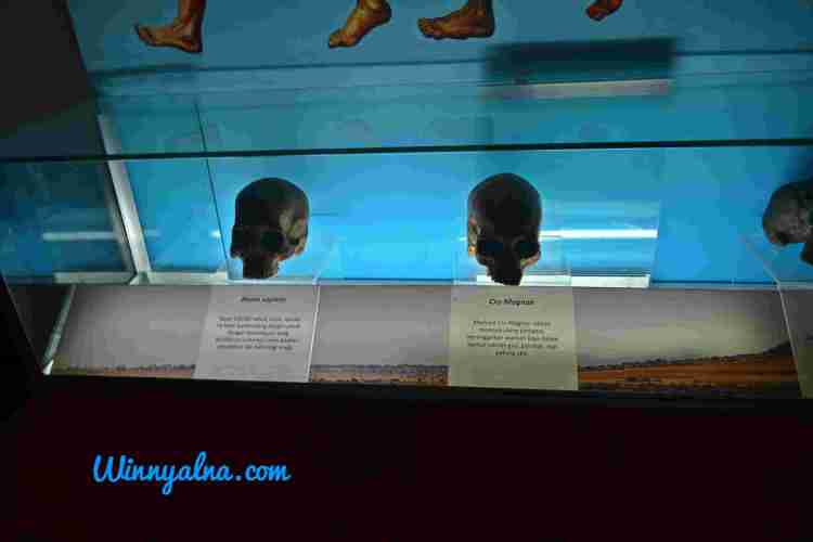 Koleksi Museum Sangiran