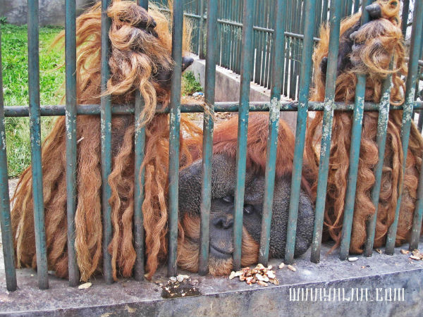 Kebun binatang Bukittinggi