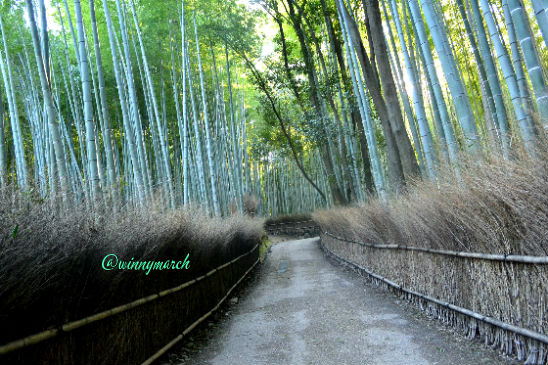 Arashiyama bamboo path