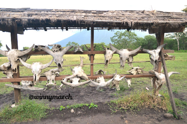 Taman Nasional Baluran