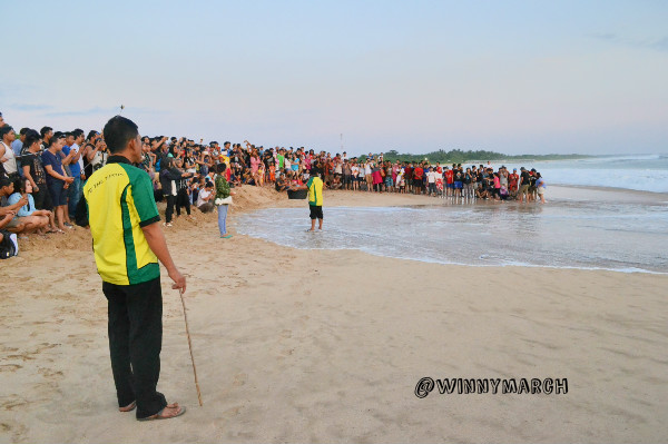 Pelepasan penyu di Ujung Genteng