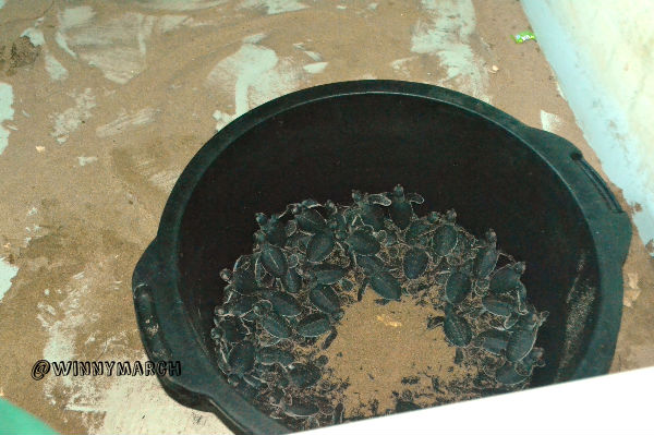 Penyu di Ujung Genteng