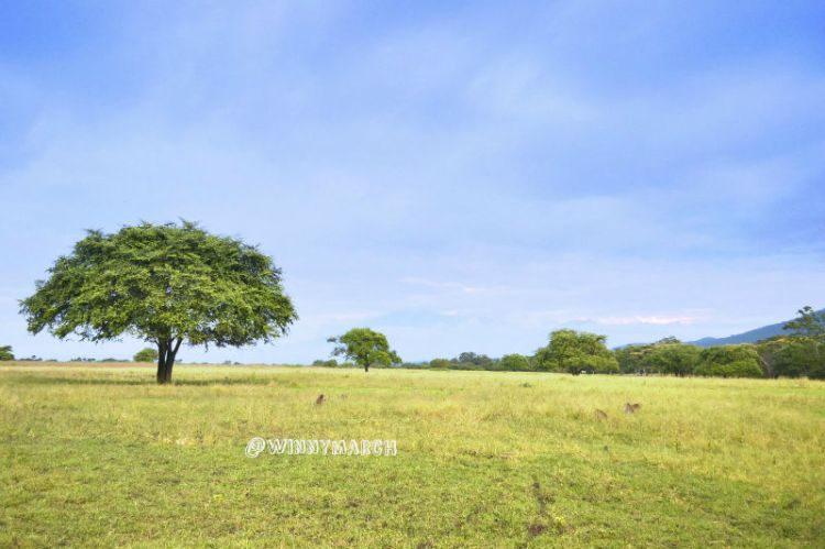 Taman Nasional Baluran
