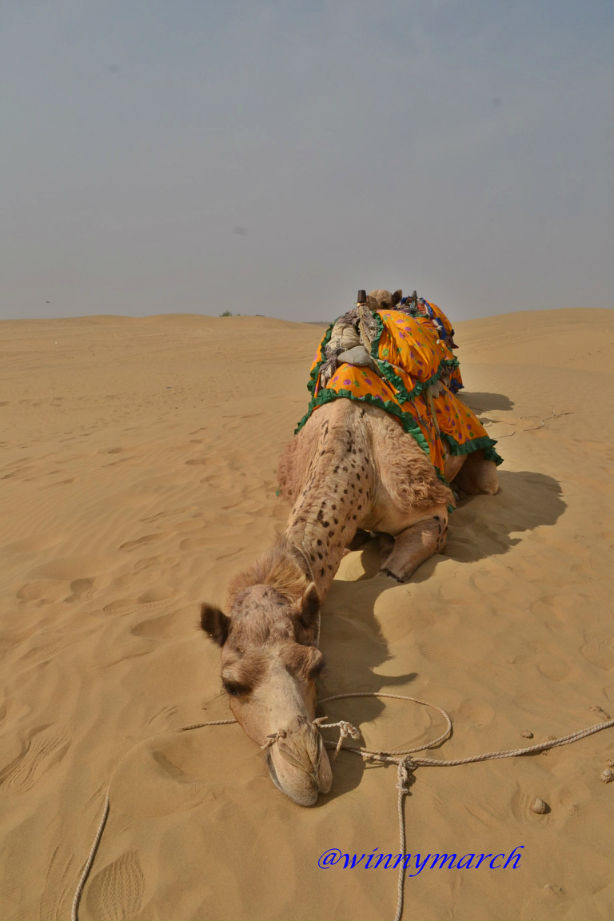 camel safari in jaisalmer
