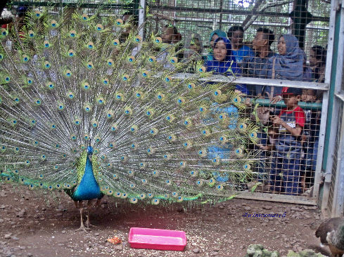 Ragunan Zoo