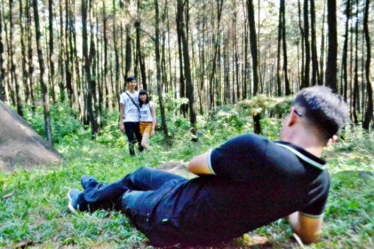 Hutan Pinus Bogor