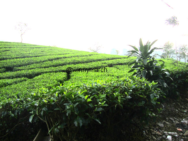 Kebun teh bandung