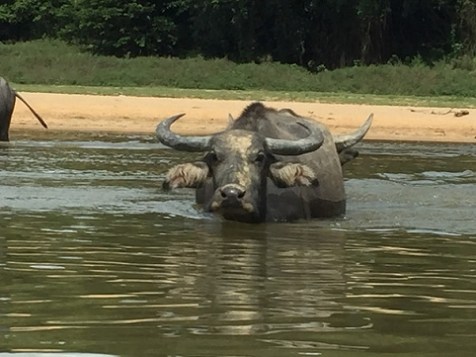 Buffalo crossing water Buffalo crossing water
