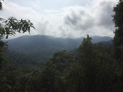 View on the canopy View on the canopy